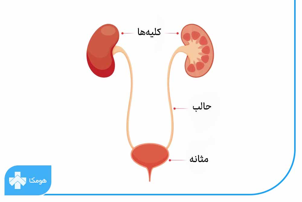 پاورپوینت سیستم کلیه، مجاری ادراری وآب الکترولیت