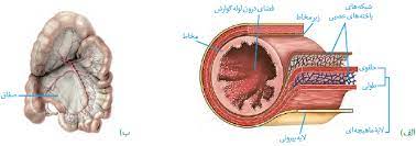 زیست دهم فصل دوم گفتار دوم (ساختار و عملکرد لوله گوارش)