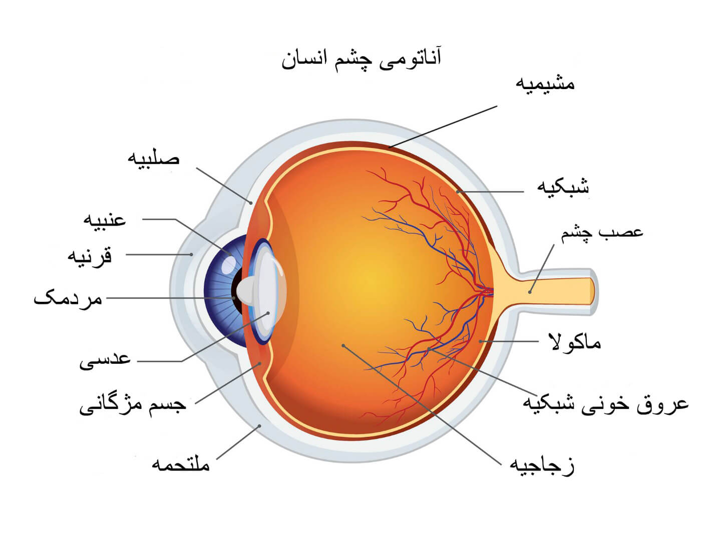 پاورپوینت علوم پنجم ساختمان چشم